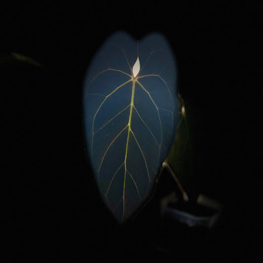 Anthurium Blue Papi X Fort Sherman