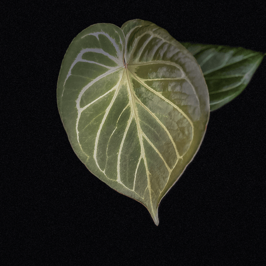 Anthurium King of Spades