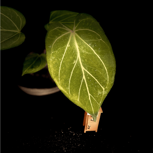 Anthurium King of Spades