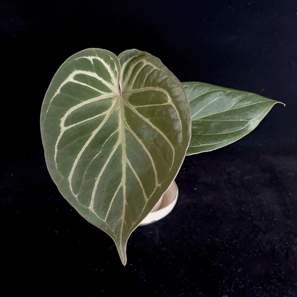 Anthurium King of Spades – ProtoLeaf Anthurium King of Spades – ProtoLeaf