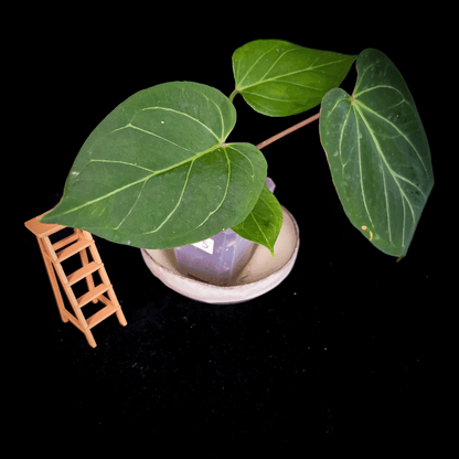 Anthurium King of Spades