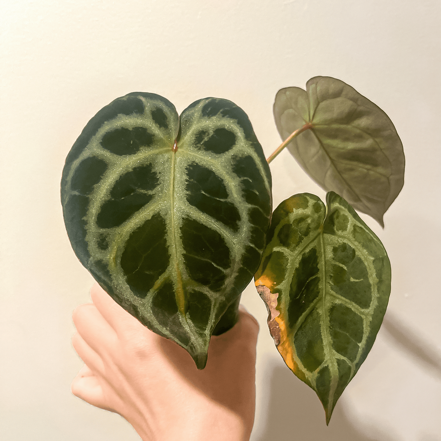 Anthurium King Of Spades x Red Crystallinum, by Mr, HU