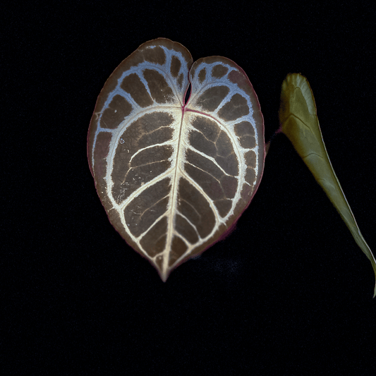 Anthurium King Of Spades x Red Crystallinum