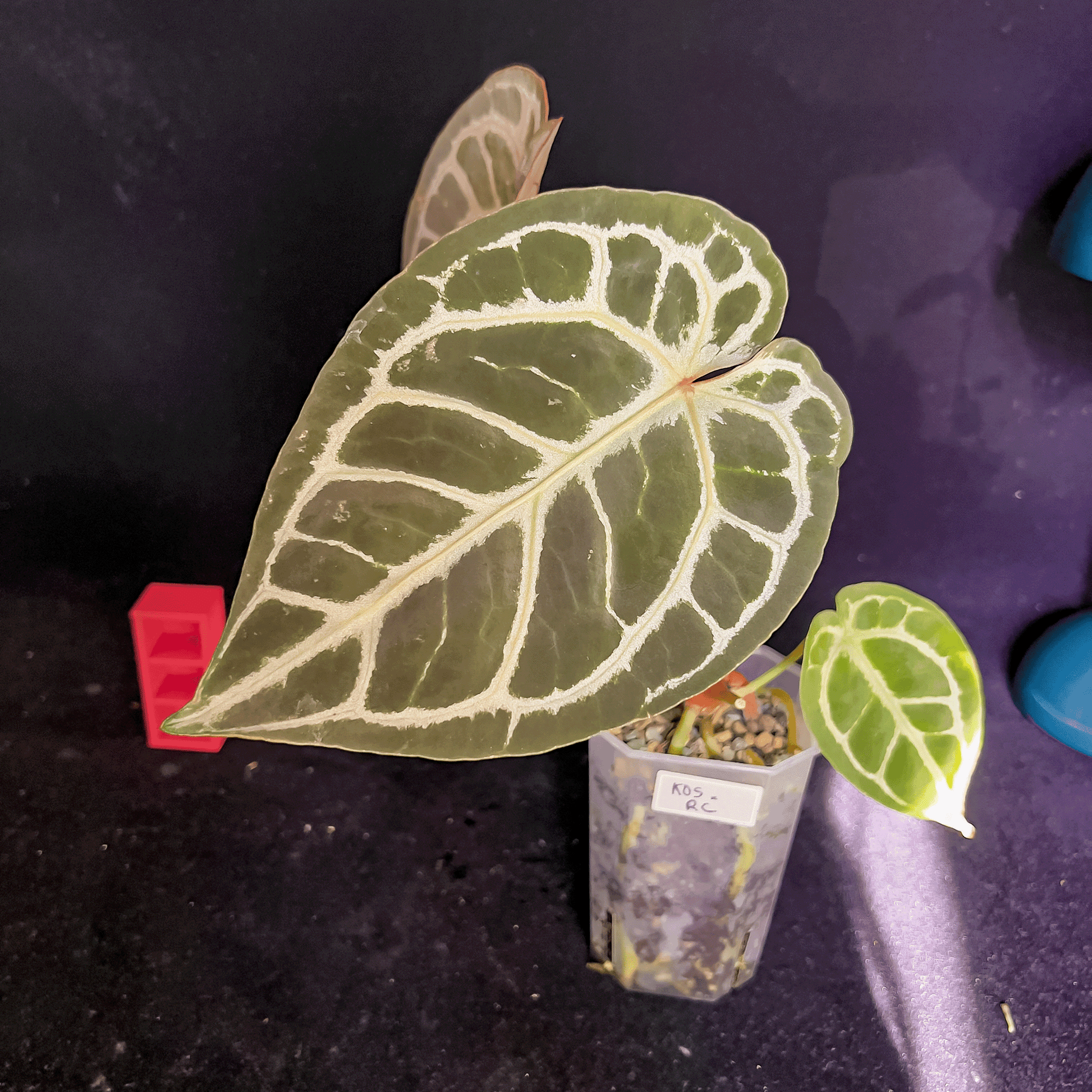 Anthurium King Of Spades x Red Crystallinum