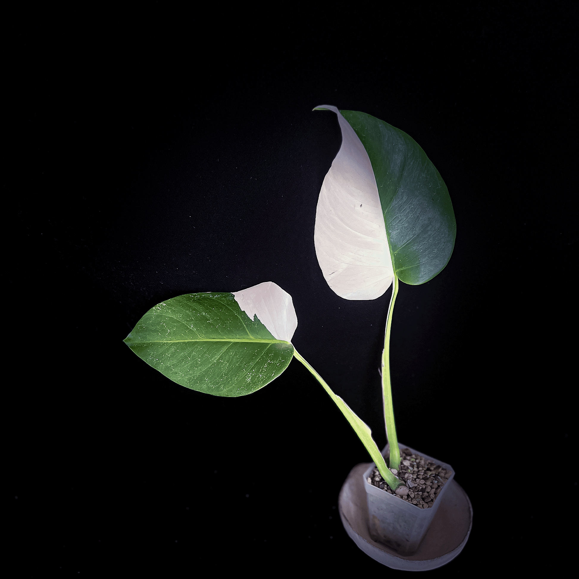 monstera deliciosa albo half moon Monstera Deliciosa Albo Half Moon – ProtoLeaf