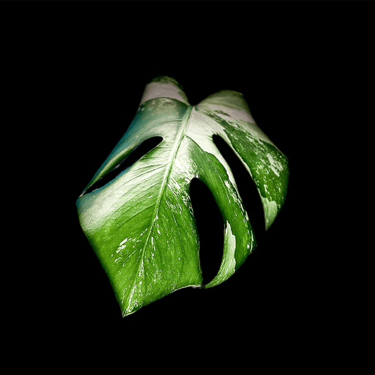Monstera Deliciosa Albo Variegata-protoleaf.ca