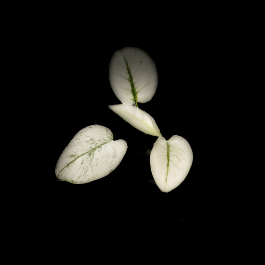 Monstera Mint, Full White Mint