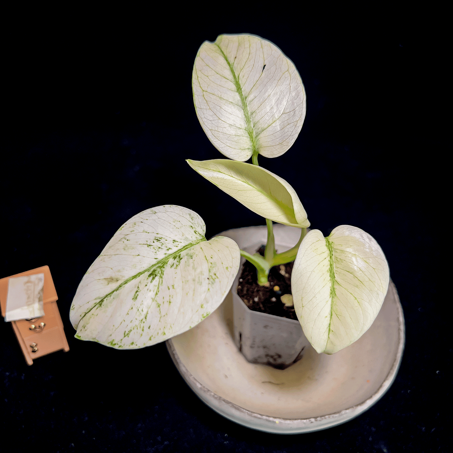 Monstera Mint, Full White Mint