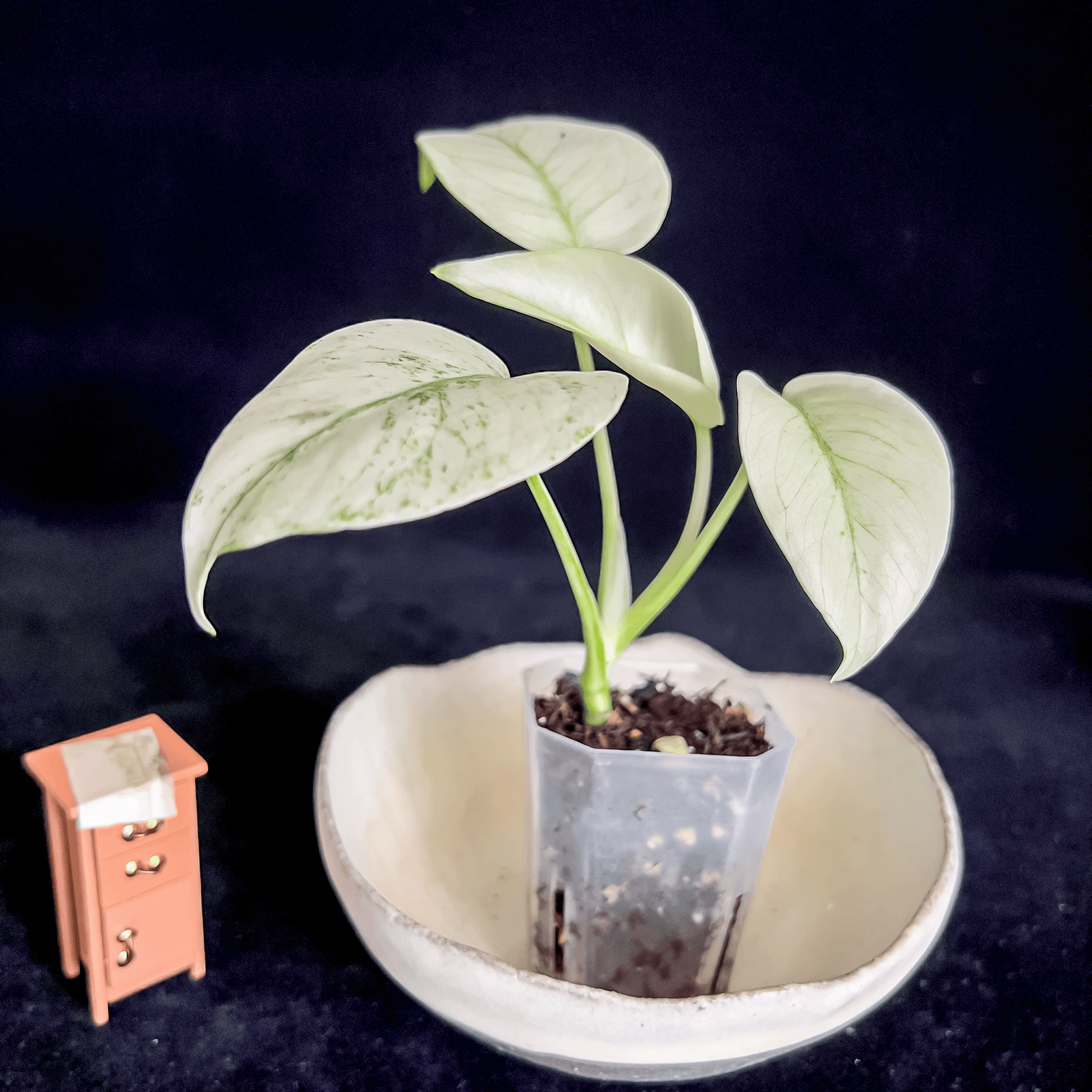Monstera Mint, Full White Mint
