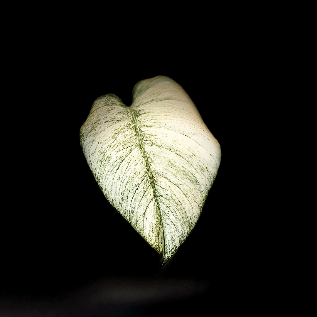 Monstera Mint-protoleaf.ca