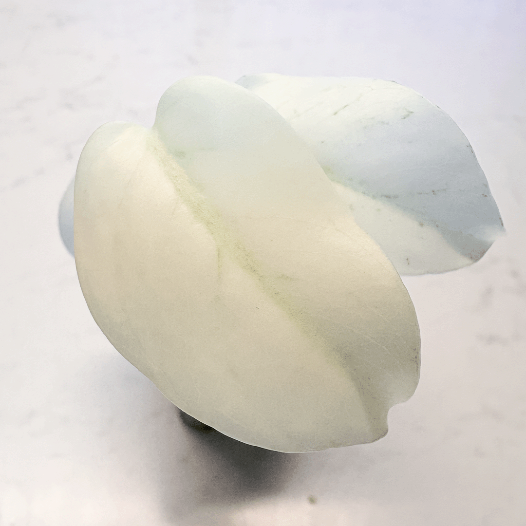 Monstera Mint-protoleaf.ca