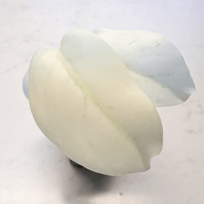 Monstera Mint-protoleaf.ca