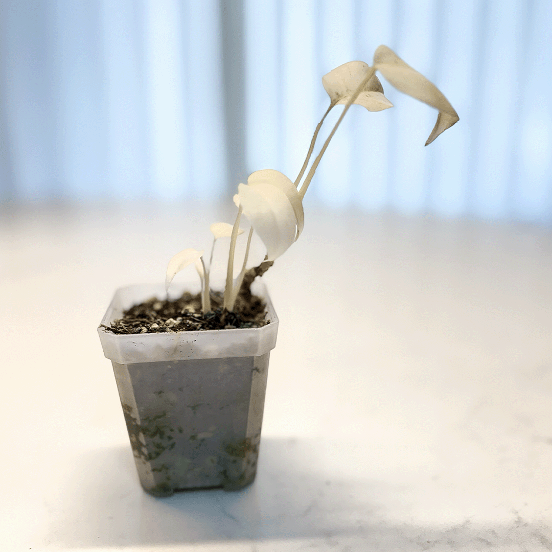 Monstera Mint-protoleaf.ca