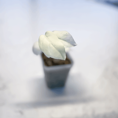 Monstera Mint-protoleaf.ca