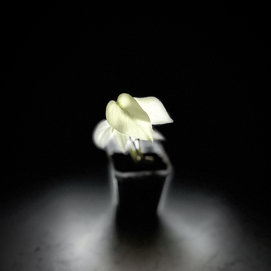 Monstera Mint-protoleaf.ca