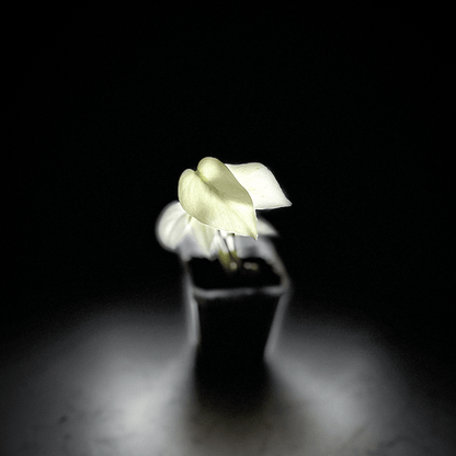 Monstera Mint-protoleaf.ca
