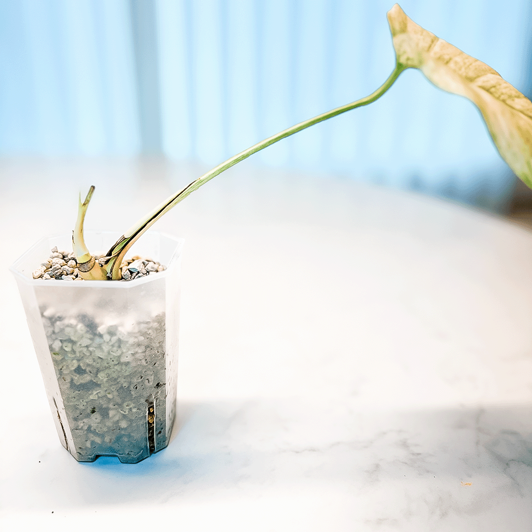 Monstera Mint-protoleaf.ca