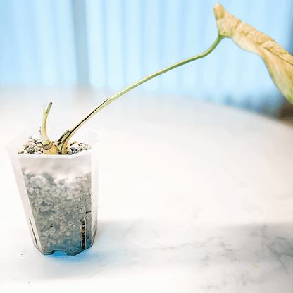 Monstera Mint-protoleaf.ca