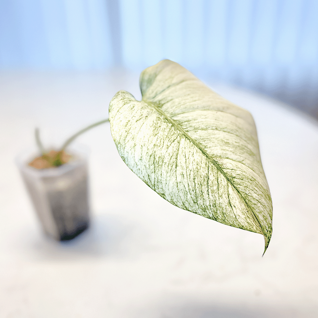 Monstera Mint-protoleaf.ca