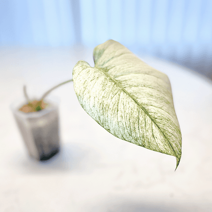 Monstera Mint-protoleaf.ca