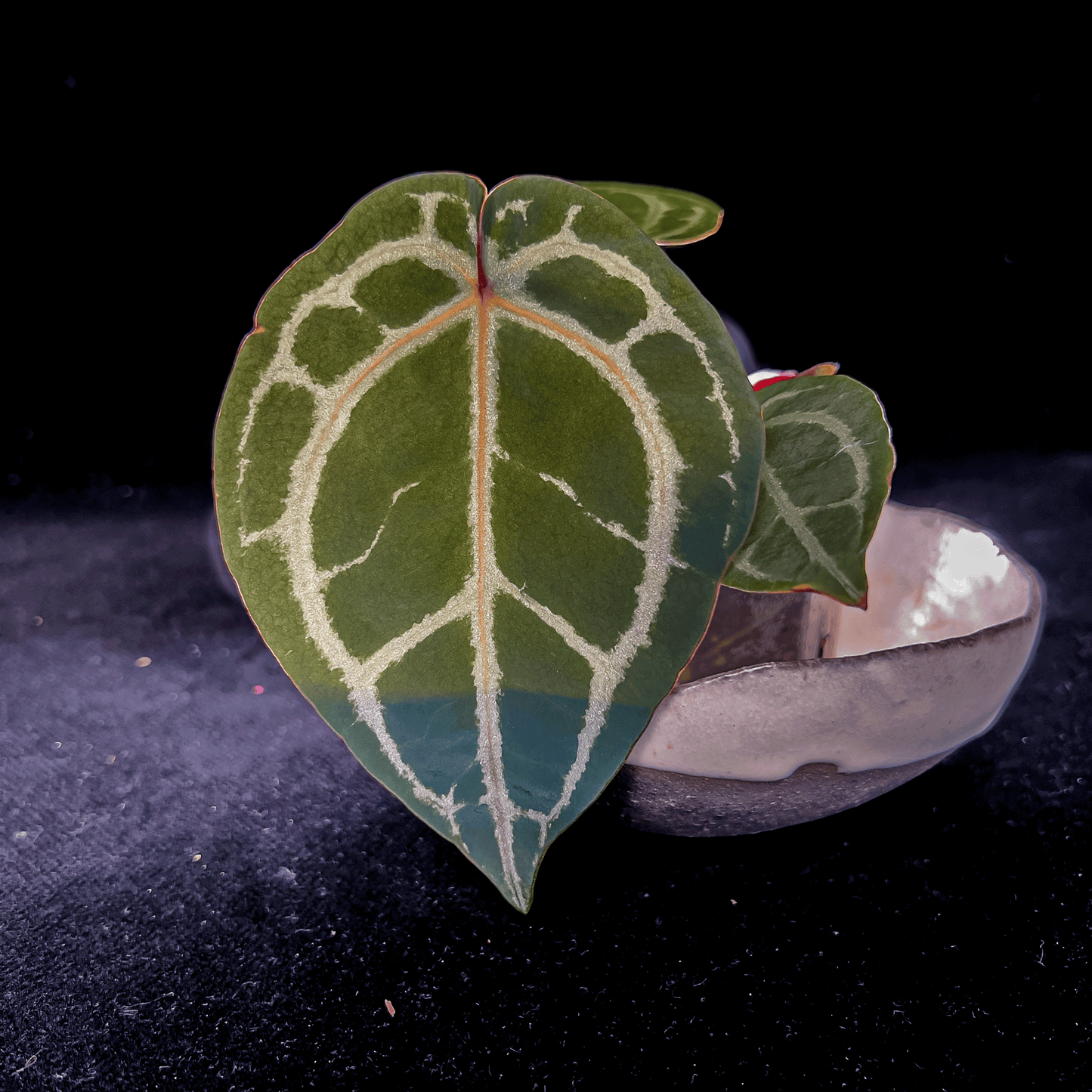 Anthurium Red Crystallinum NSE