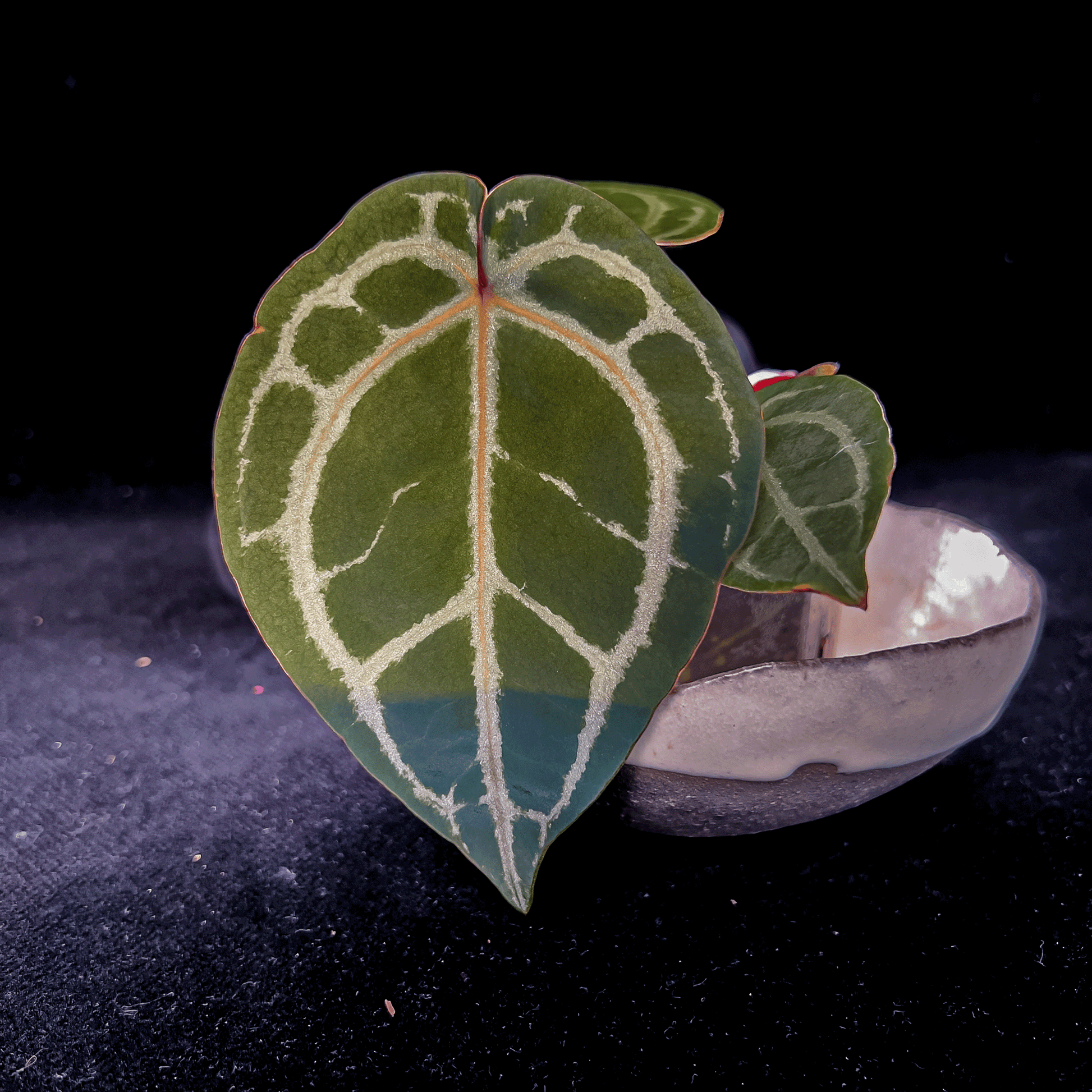 Anthurium Red Crystallinum NSE
