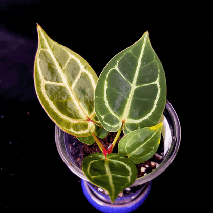 Anthurium Red Crystallinum NSE