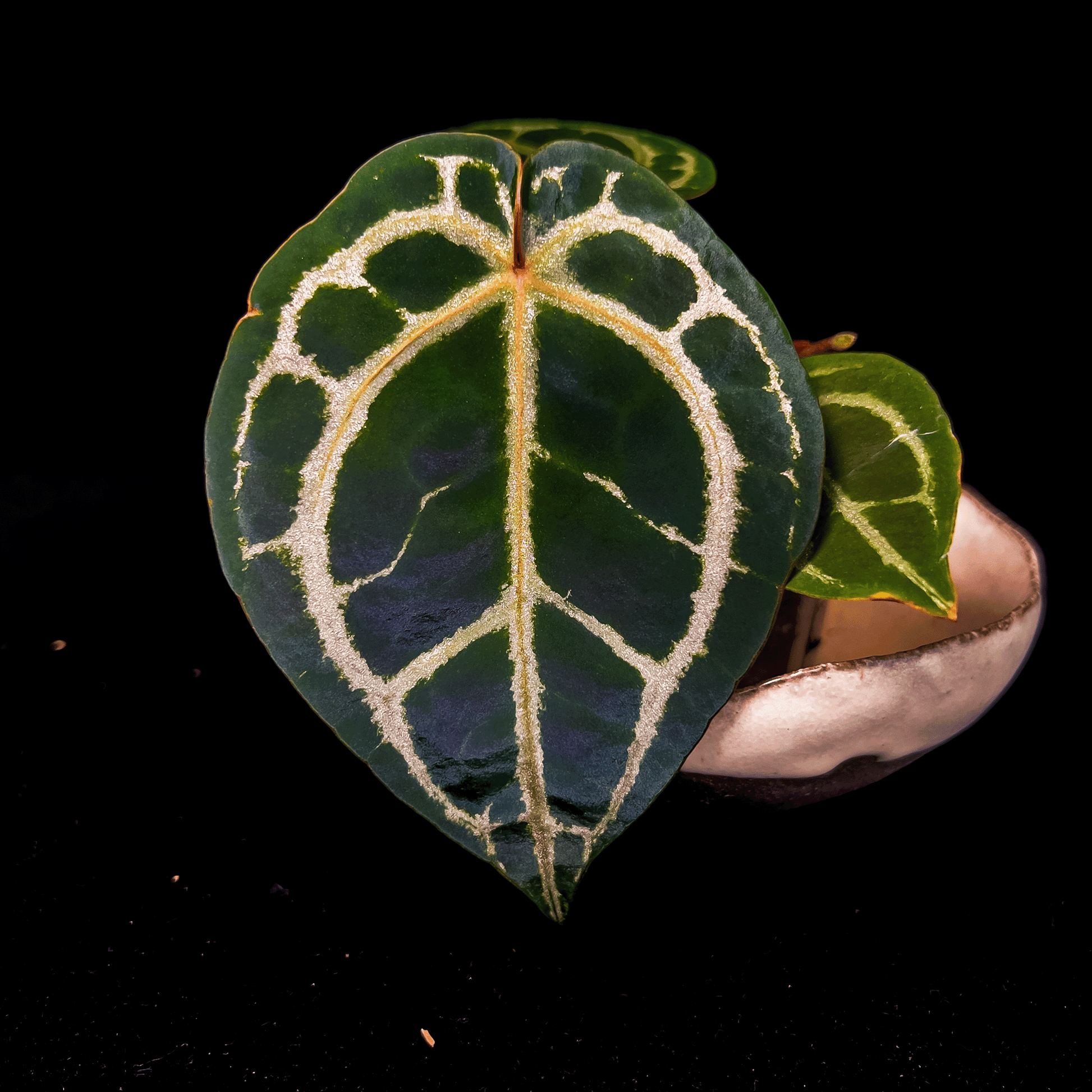 Anthurium Red Crystallinum NSE