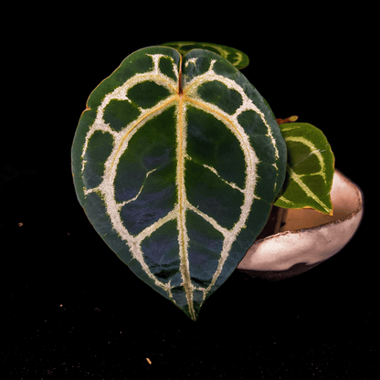 Anthurium Red Crystallinum NSE