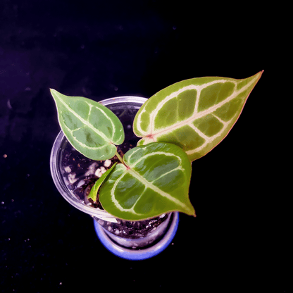 Anthurium Red Crystallinum NSE