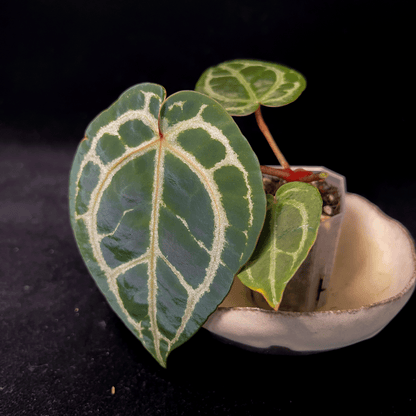 Anthurium Red Crystallinum NSE