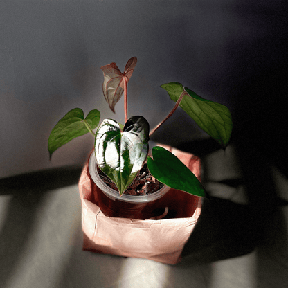anthurium dark night Anthurium Night Queen