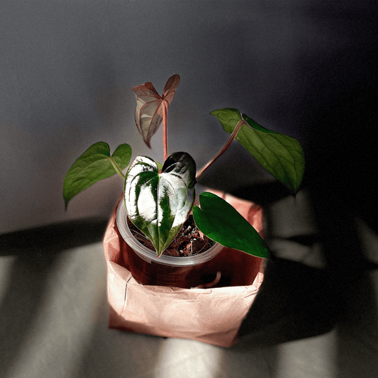 Anthurium Night Queen