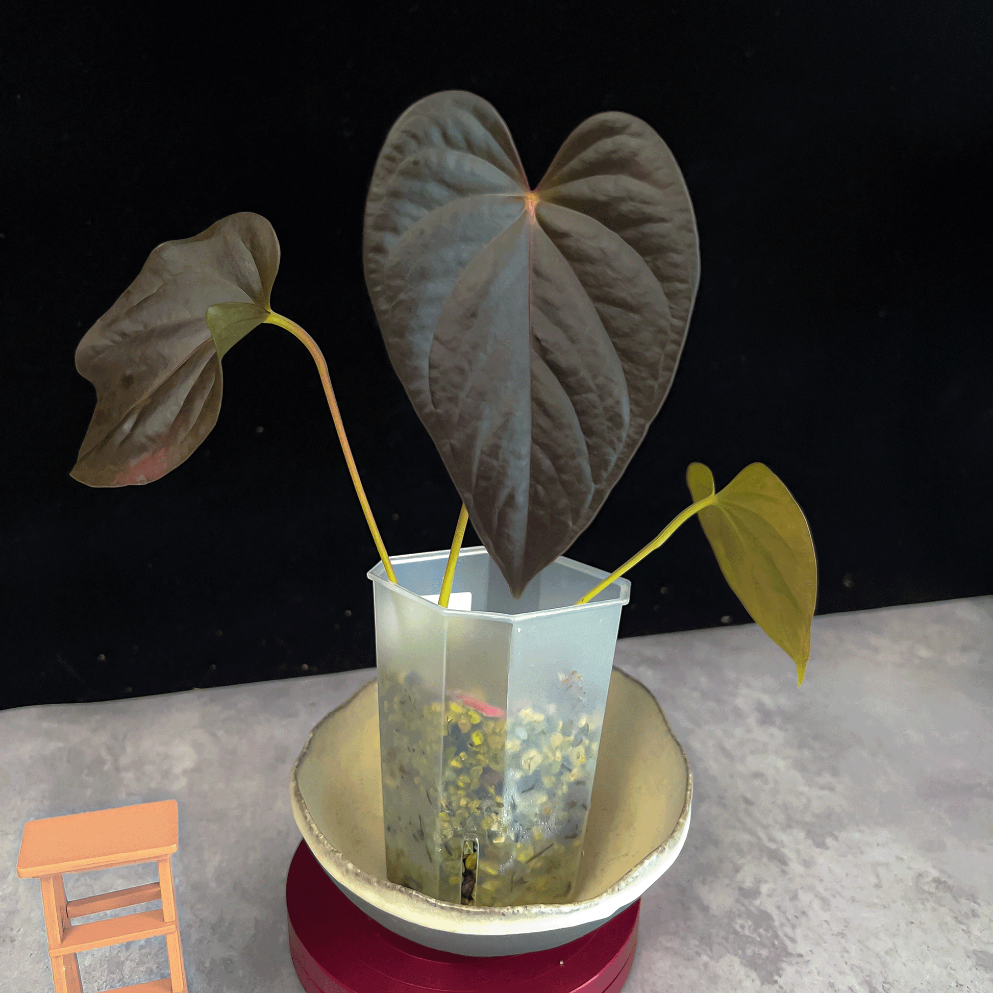 anthurium queen of hearts parents Anthurium Queen of Hearts