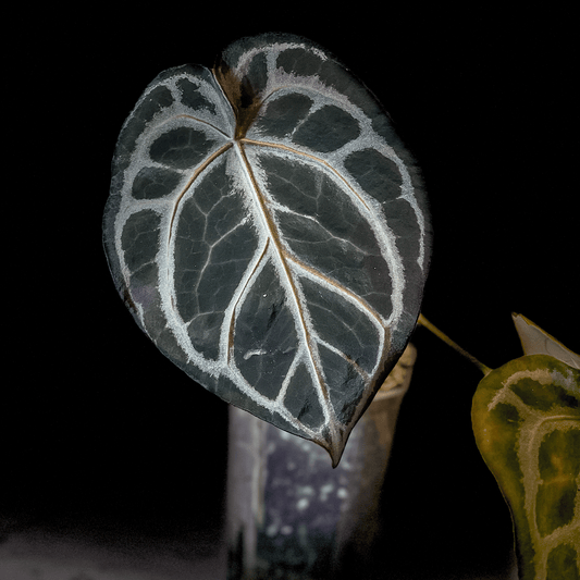 Anthurium King Of Spades x Red Crystallinum