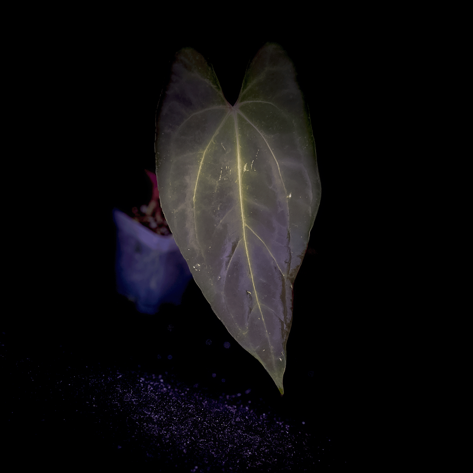 Anthurium Dark Phoenix Red Vein | Buy Anthurium Online Canada