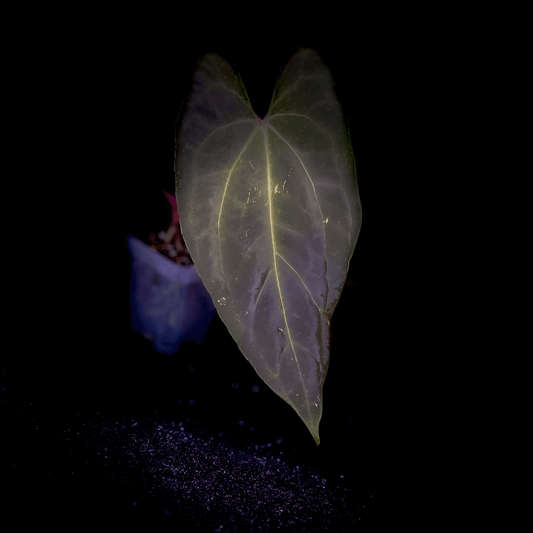 Anthurium Dark Phoenix Red Vein
