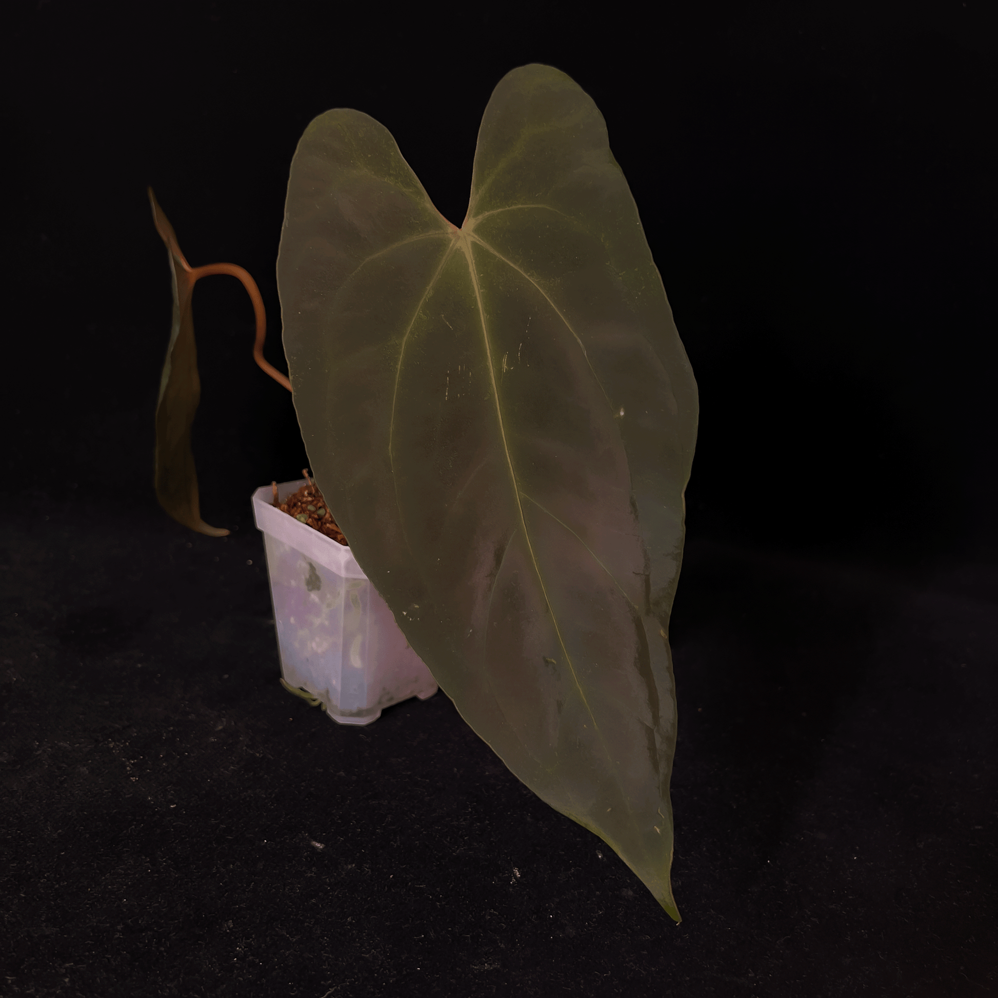 Anthurium Dark Phoenix Red Vein