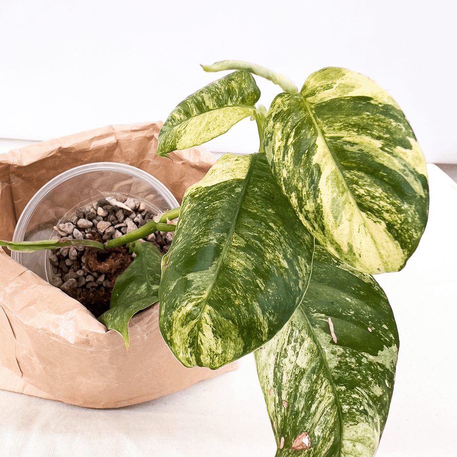 All indoor plants Buy Plants Online Canada ProtoLeaf