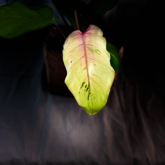 Philodendron Snowdrift