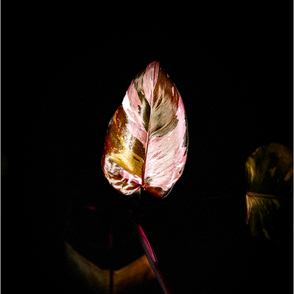 Philodendron Red Anderson - ProtoLeaf