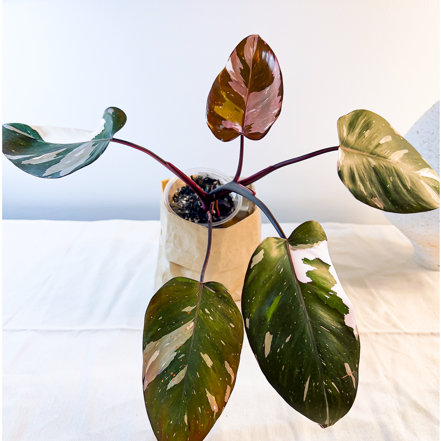 Philodendron Red Anderson - ProtoLeaf