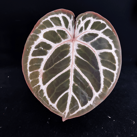 Anthurium Red CrystallinumAnthurium Red Crystallinum