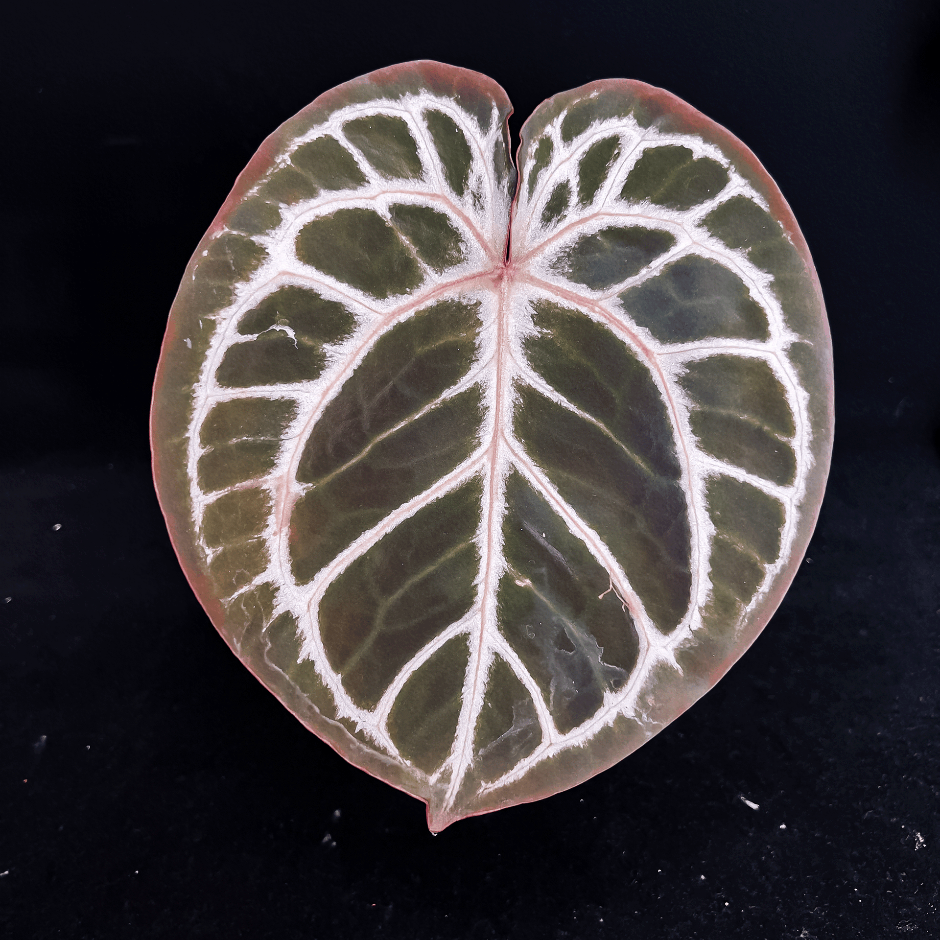 Anthurium Red Crystallinum | Buy Anthurium Canada – ProtoLeaf