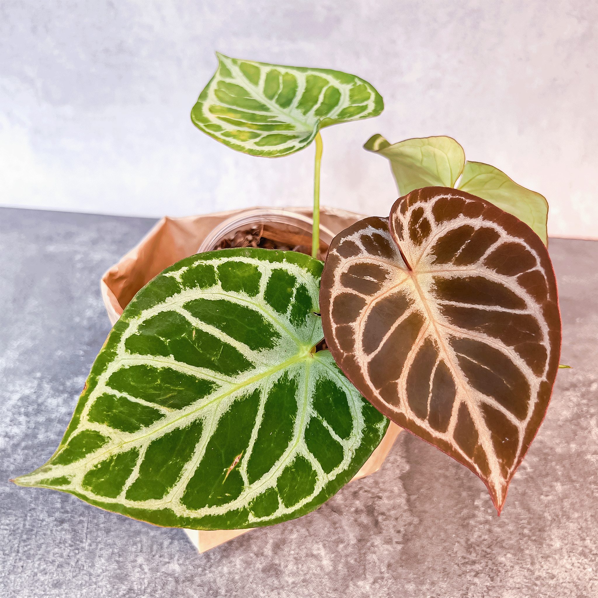 Anthurium Red Crystallinum | Buy Anthurium Canada – ProtoLeaf