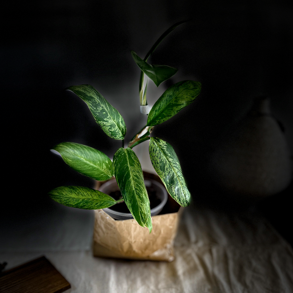 All indoor plants Buy Plants Online Canada ProtoLeaf