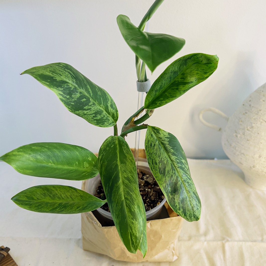 All indoor plants Buy Plants Online Canada ProtoLeaf