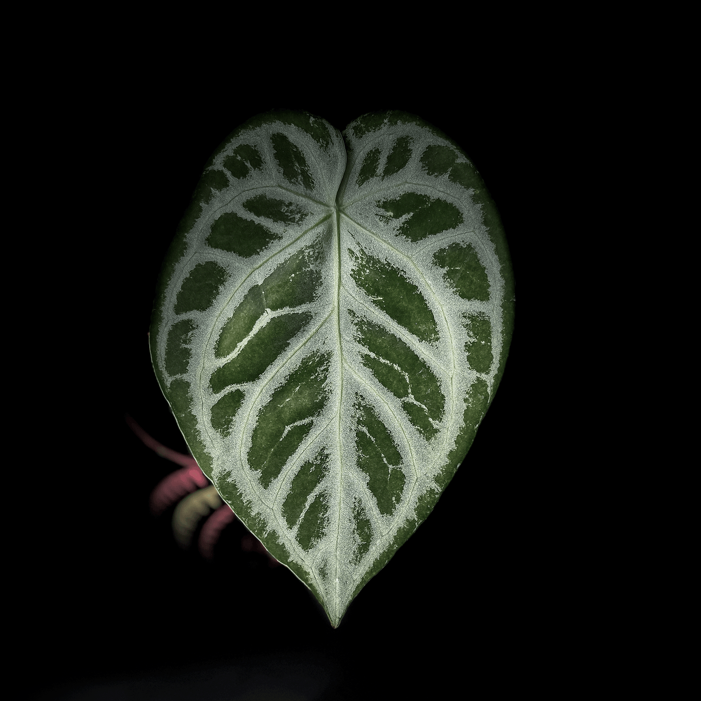 Anthurium Silver Blush-protoleaf.ca