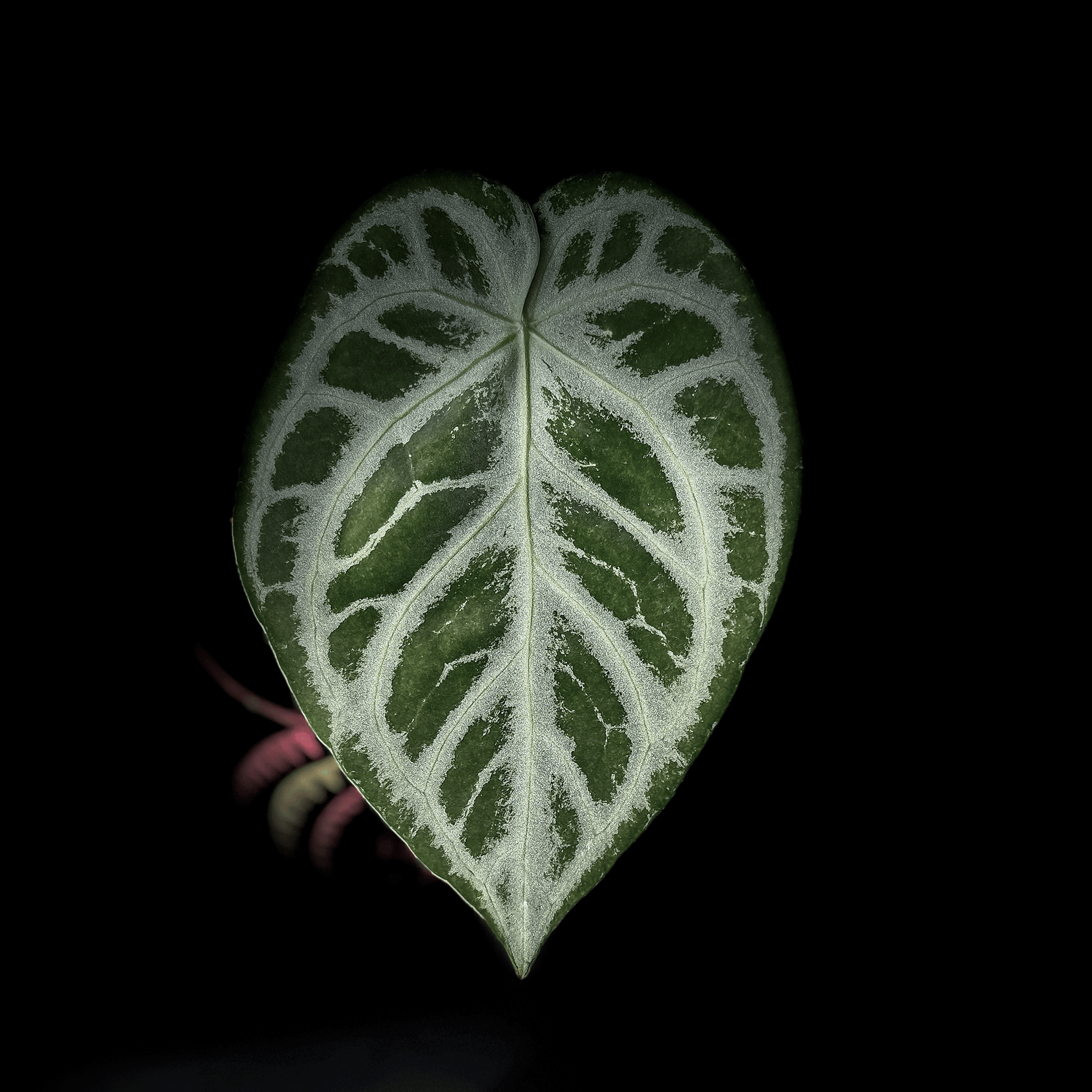 Anthurium Silver Blush-protoleaf.ca