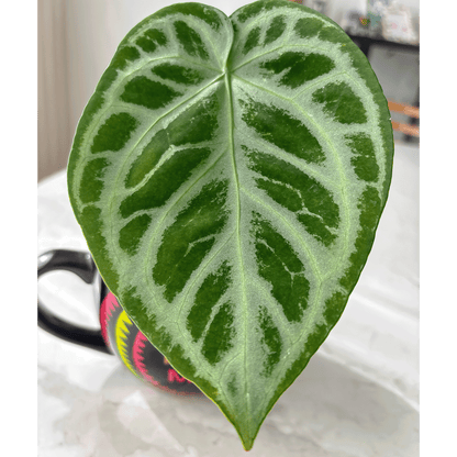 Anthurium Silver Blush-protoleaf.ca